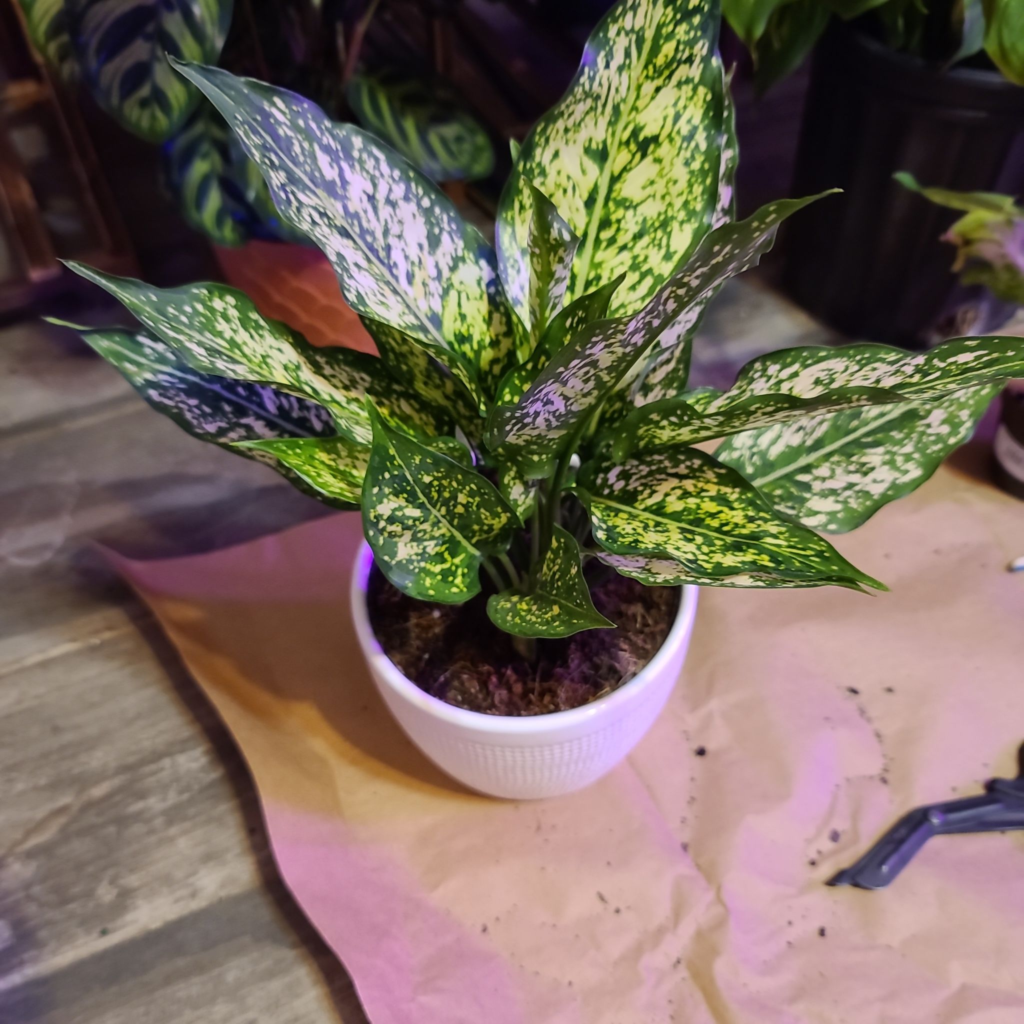 Aglaonema 'Spring Snow' plant in a white pot with vibrant variegated leaves.