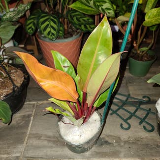 Philodendron Prince of Orange plant in Harlingen, Texas
