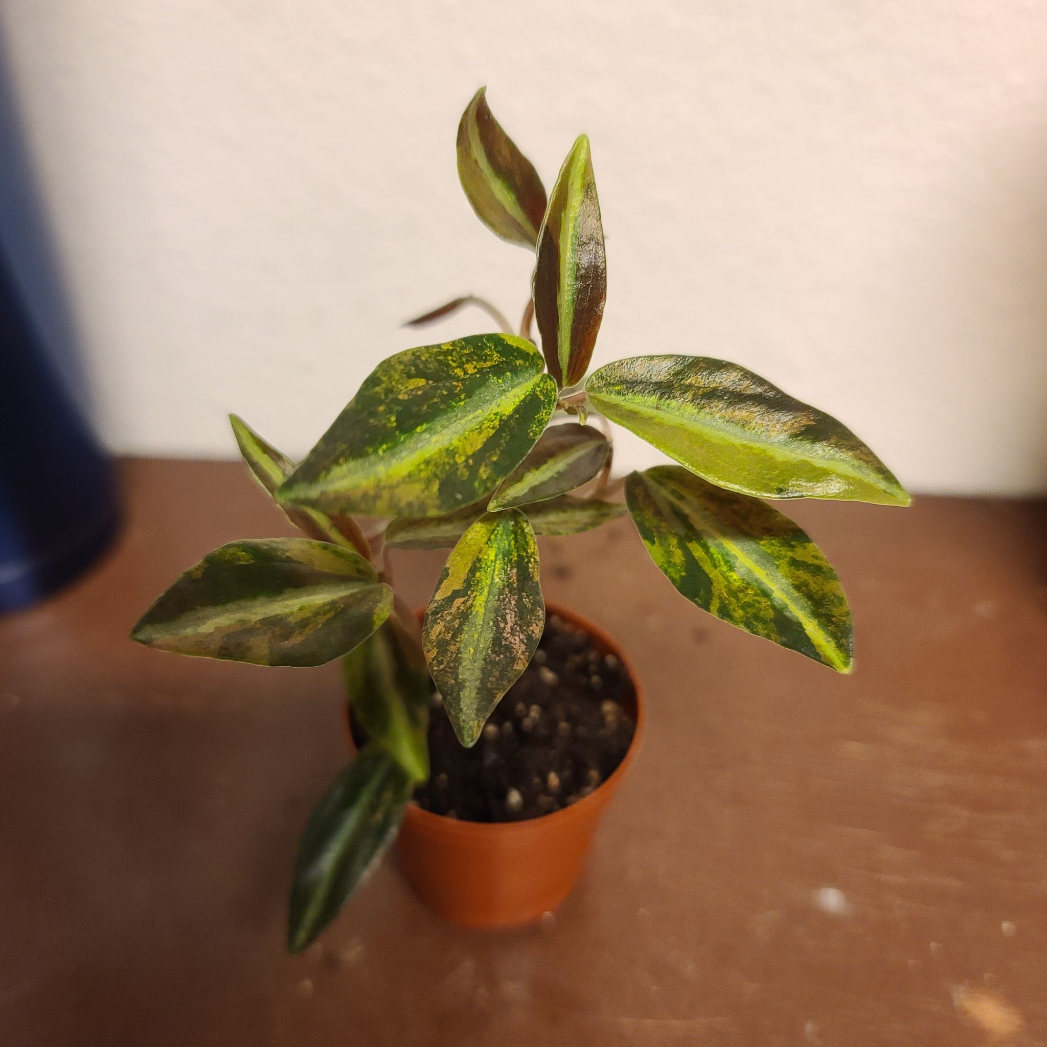Photo of the plant species Peperomia metallica 'Harmony's High Voltage' by @WillinglyKiekie named Peperomia Harmony high voltage on Greg, the plant care app
