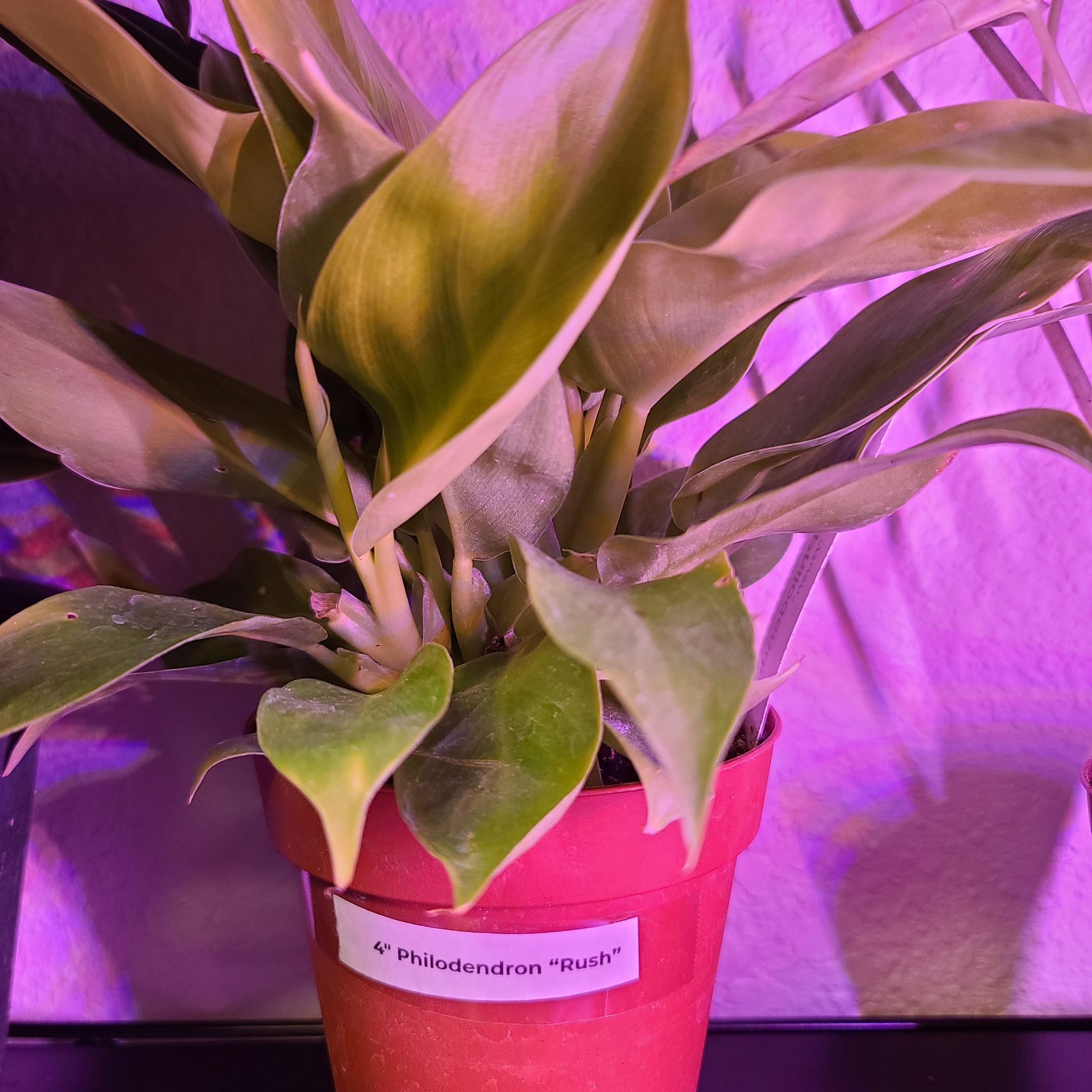 Photo of the plant species Rush Philodendron by @WillinglyKiekie named Philodendron rush on Greg, the plant care app