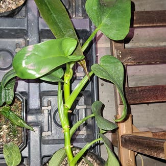 Horsehead Philodendron plant in Harlingen, Texas