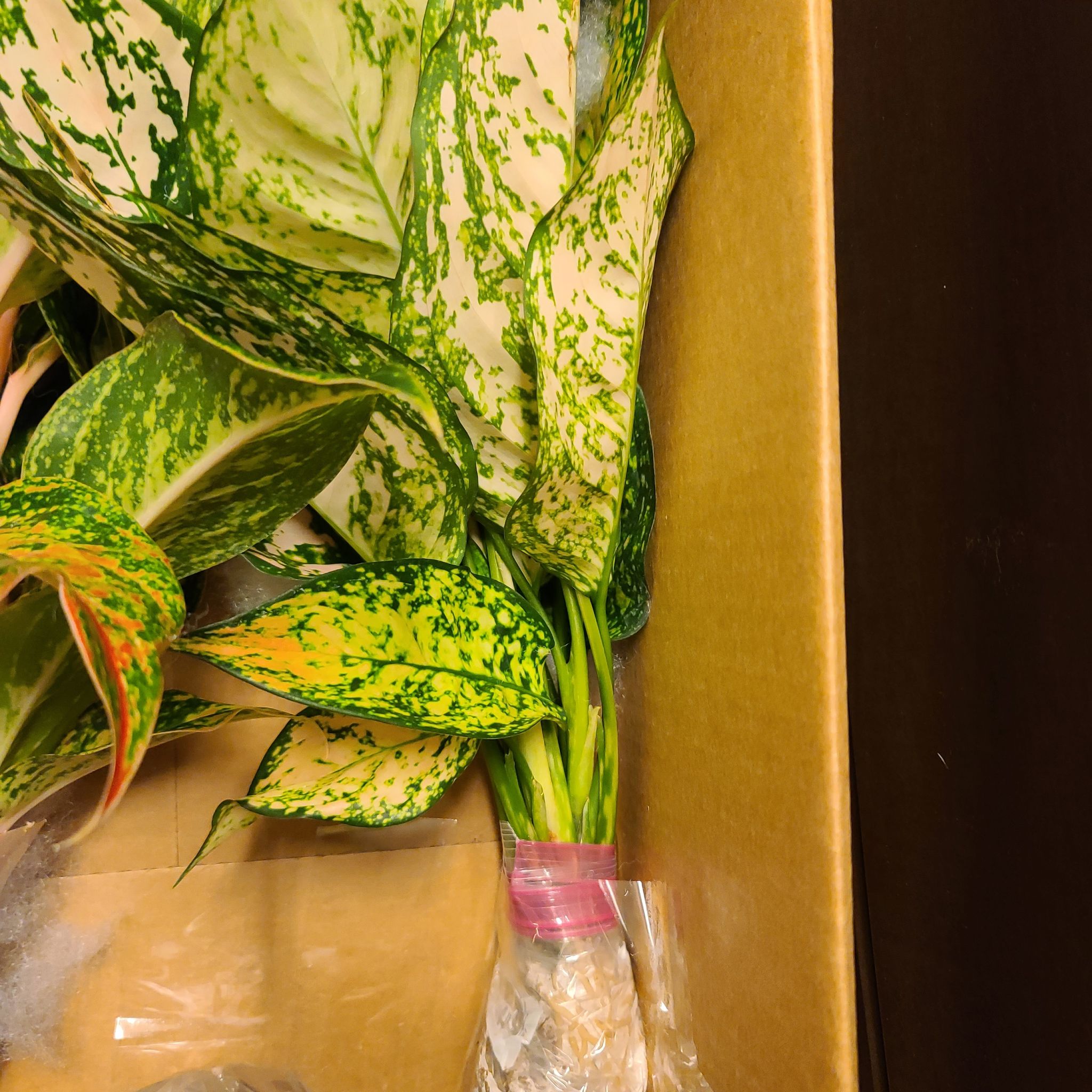 Photo of the plant species Chinese Evergreen by @WillinglyKiekie named Aglaonema etta rose on Greg, the plant care app