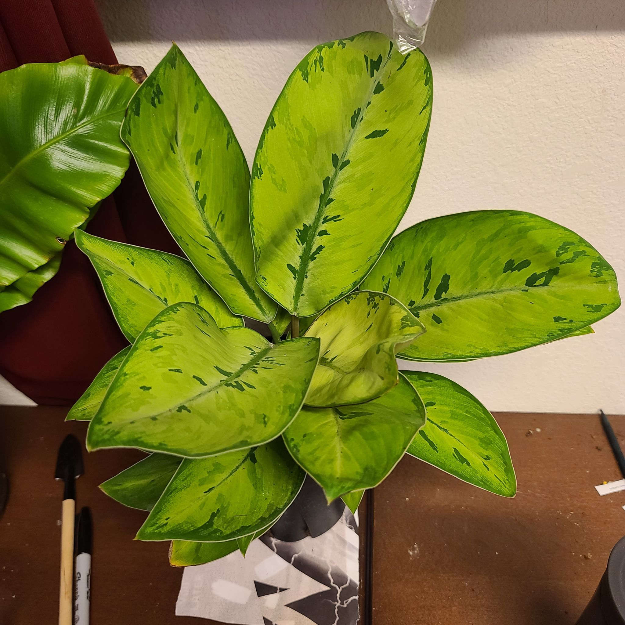 Homalomena 'Selby' plant with vibrant green leaves and darker green markings.