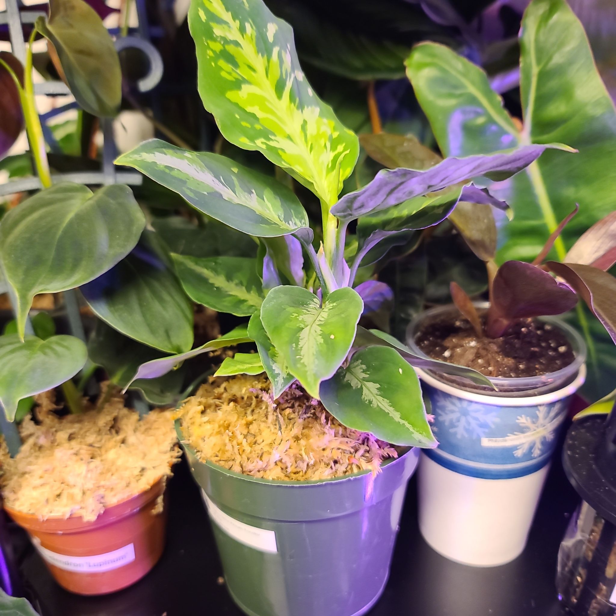 Potted Aglaonema 'Tricolor' plant with variegated leaves, partially visible soil.