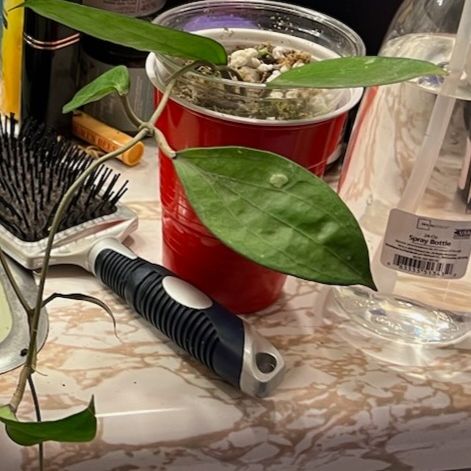 Photo of the plant species Hoya cinnamomifolia by @WillinglyKiekie named Hoya cinnamomifolia on Greg, the plant care app