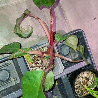 Blushing Philodendron plant in Harlingen, Texas