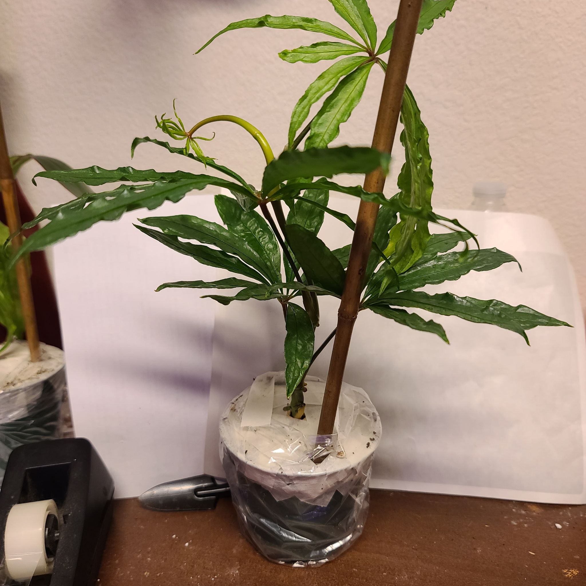 Photo of the plant species Faux Marijuana Plant by @WillinglyKiekie named Anthurium polyschistum on Greg, the plant care app