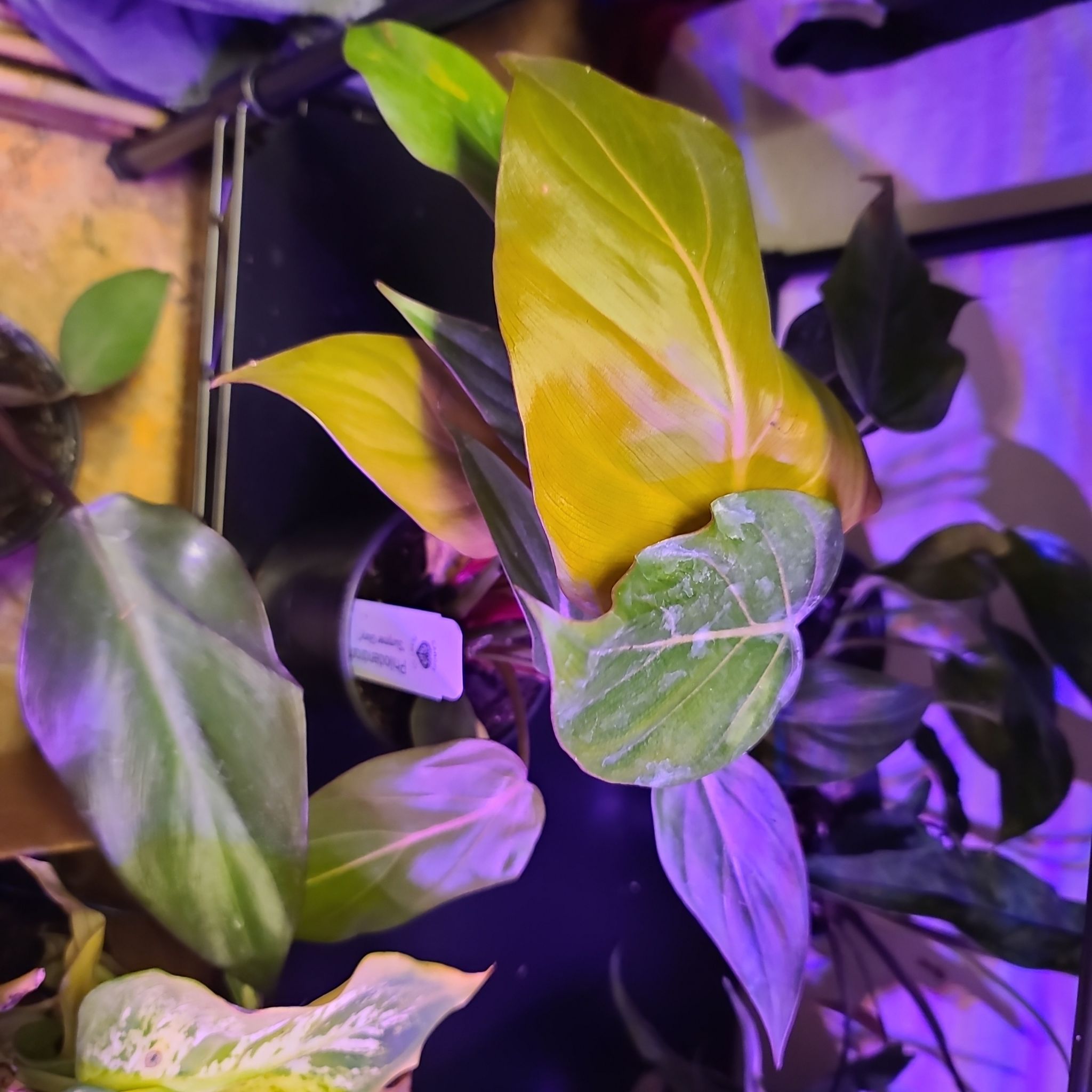Philodendron 'Summer Glory' plant with yellowing and browning leaves, indicating potential health issues.