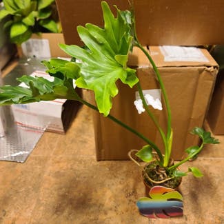 Philodendron 'Hope' plant in Harlingen, Texas