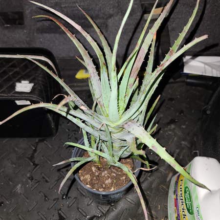 Photo of the plant species Aloe 'Blue Elf' by Willinglykiekie named Aloe ? on Greg, the plant care app