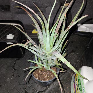 Aloe 'Blue Elf' plant in Harlingen, Texas