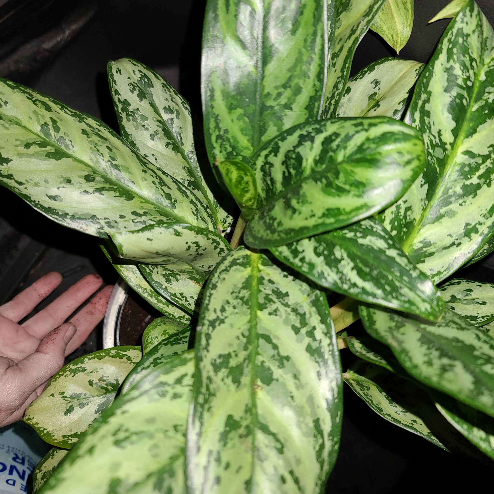 Aglaonema 'Emerald Beauty' plant with vibrant variegated leaves and a hand visible near the pot.