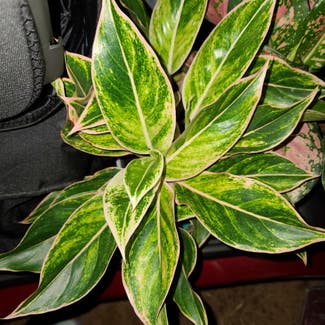 Aglaonema plant in Harlingen, Texas