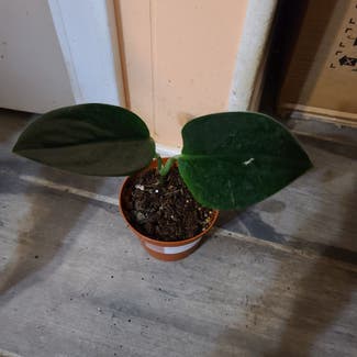 Scindapsus treubii 'Dark Form' plant in Harlingen, Texas