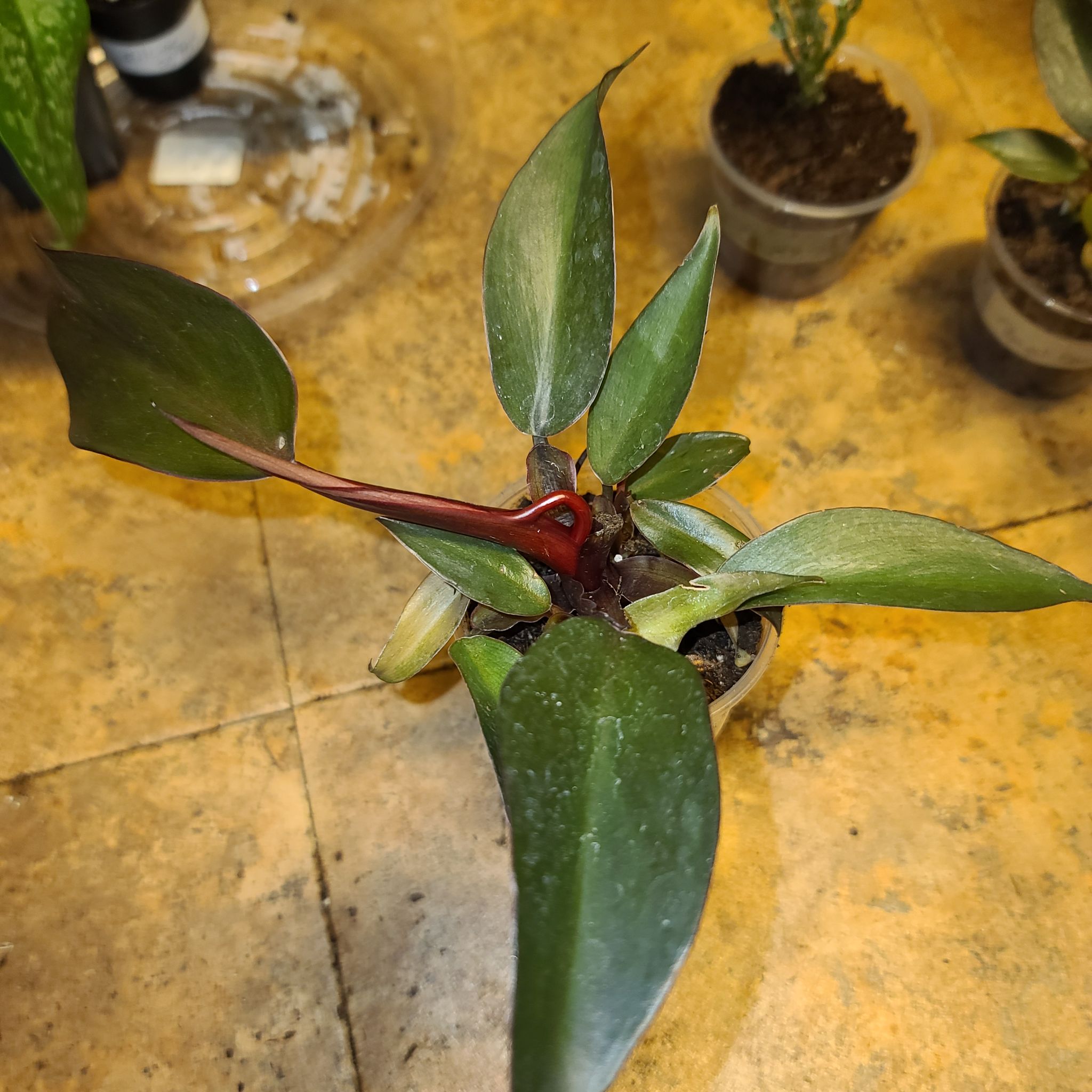 Royal Queen Philodendron plant with dark green leaves in a small pot.
