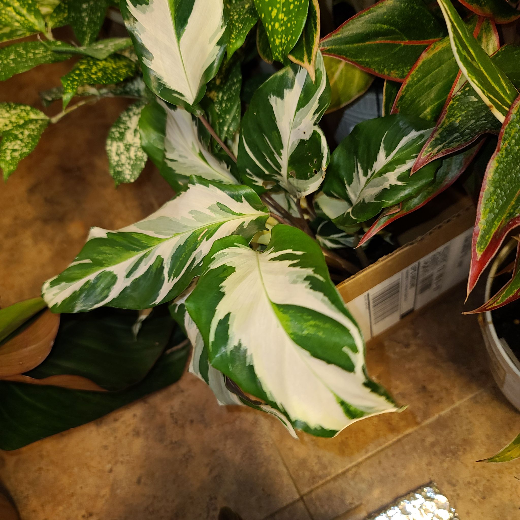 Photo of the plant species Calathea lietzei 'Stella' by @WillinglyKiekie named Calathea stella on Greg, the plant care app