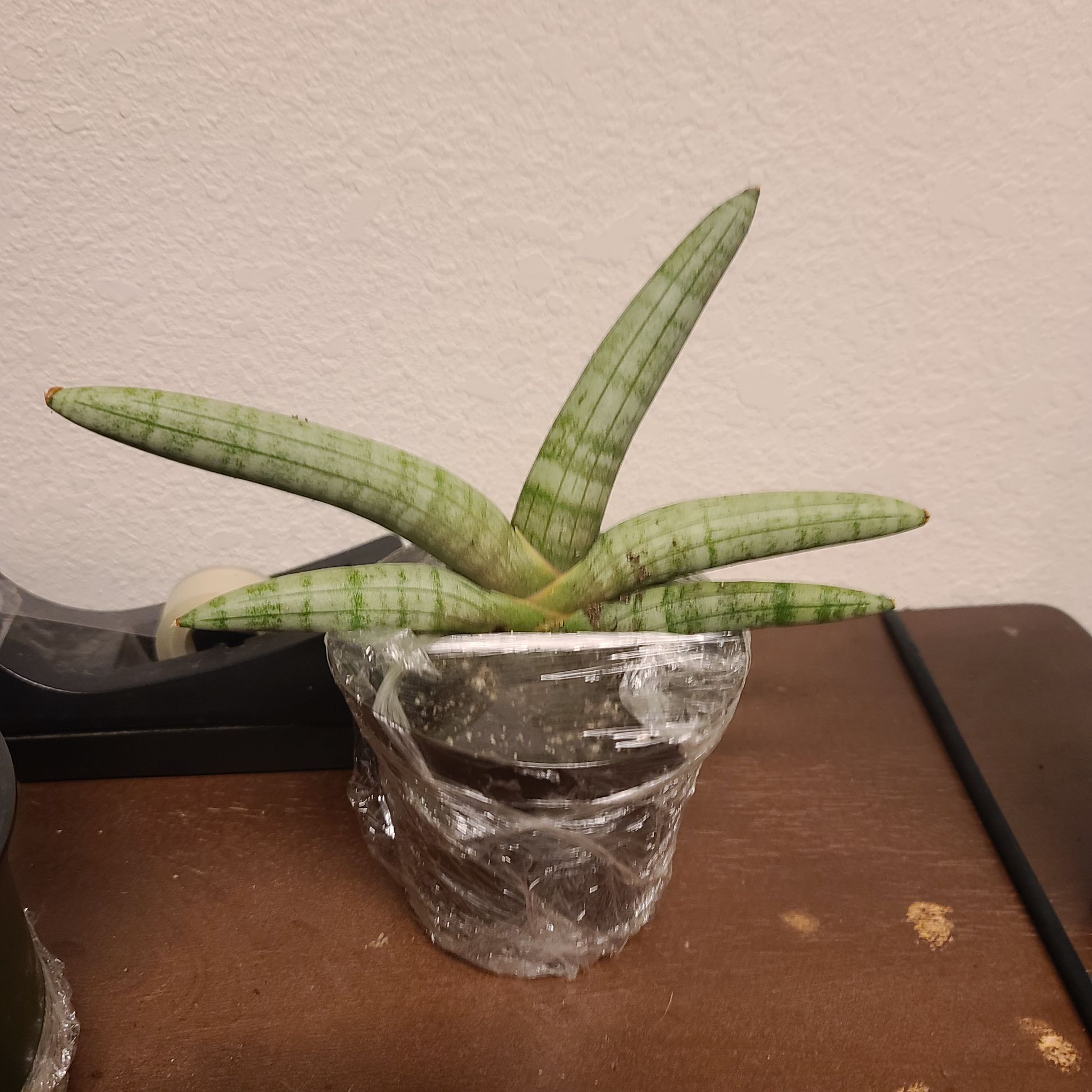 Variegated Starfish Snakeplant in a small pot wrapped in plastic, placed on a wooden surface.