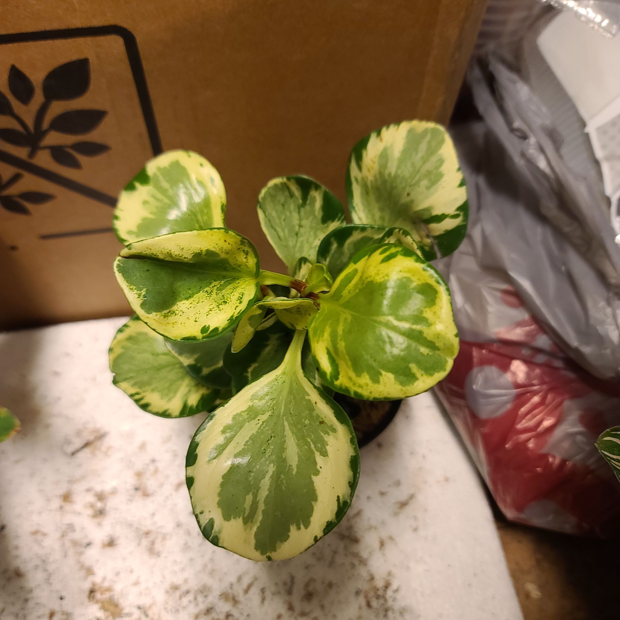 Marble Peperomia plant with variegated leaves, healthy appearance.