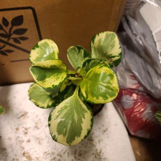 Marble Peperomia plant in Harlingen, Texas