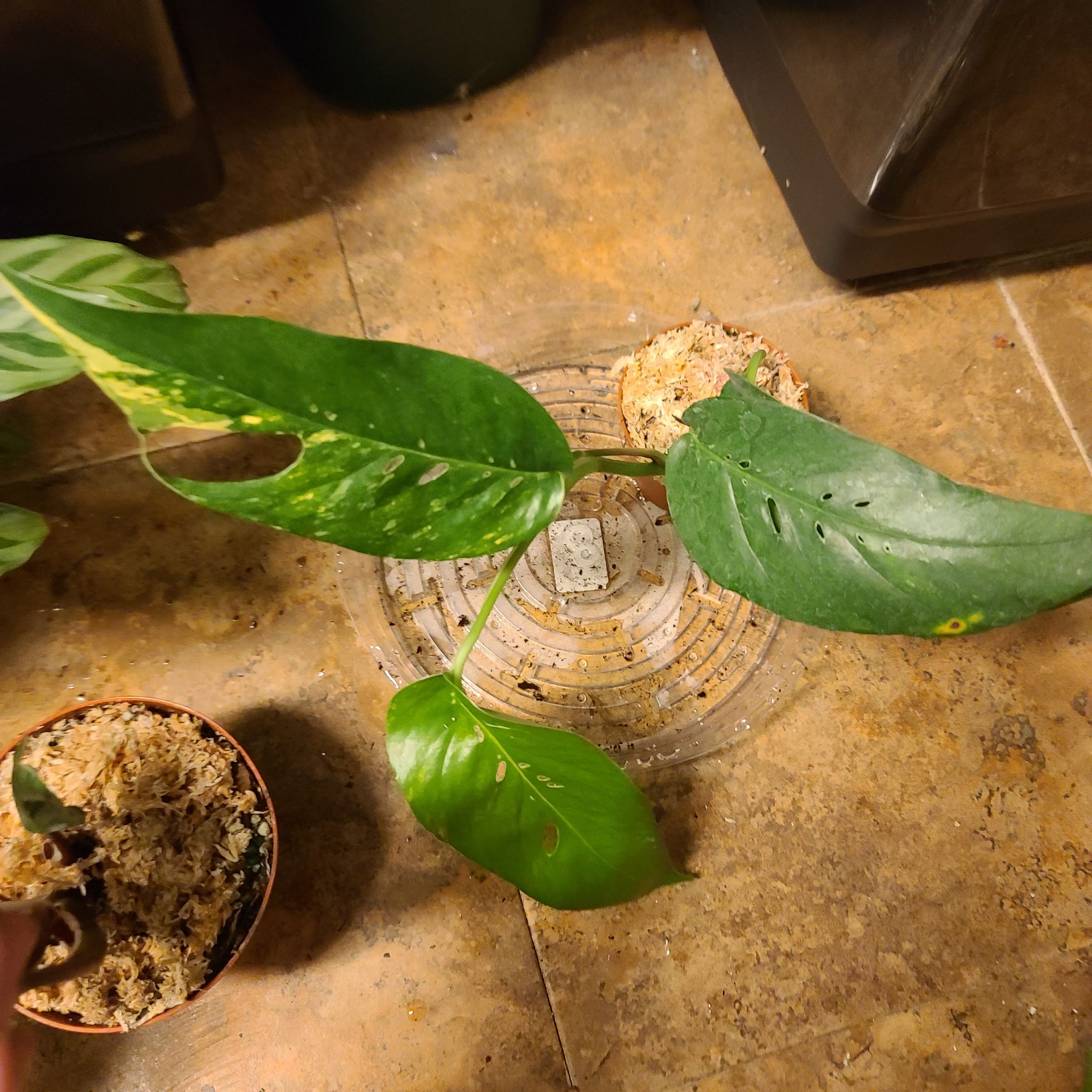 Variegated Epipremnum pinnatum plant with some yellowing leaves, placed on a tiled floor.