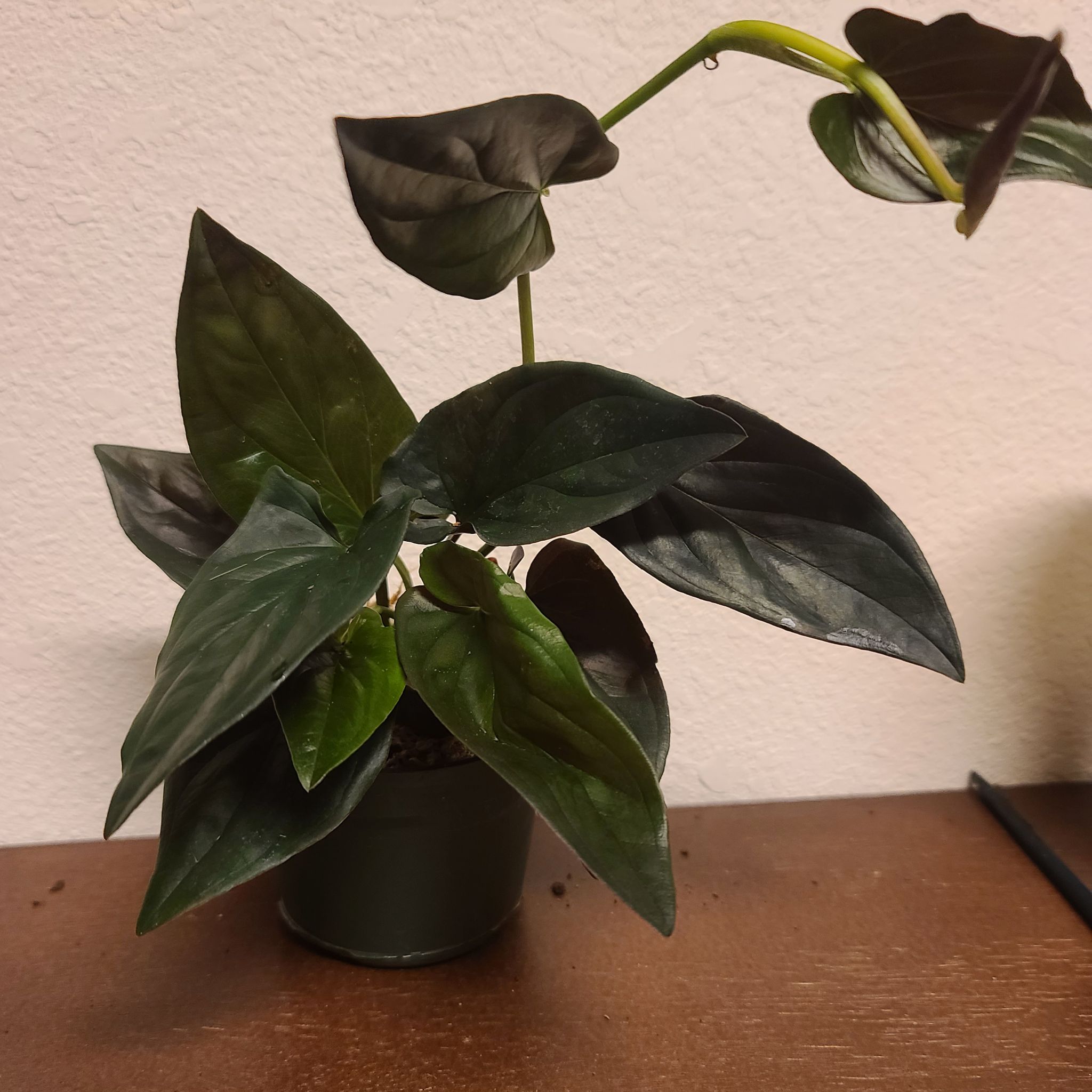 Arrowhead Vine 'Red Arrow' plant in a small pot with dark green leaves.