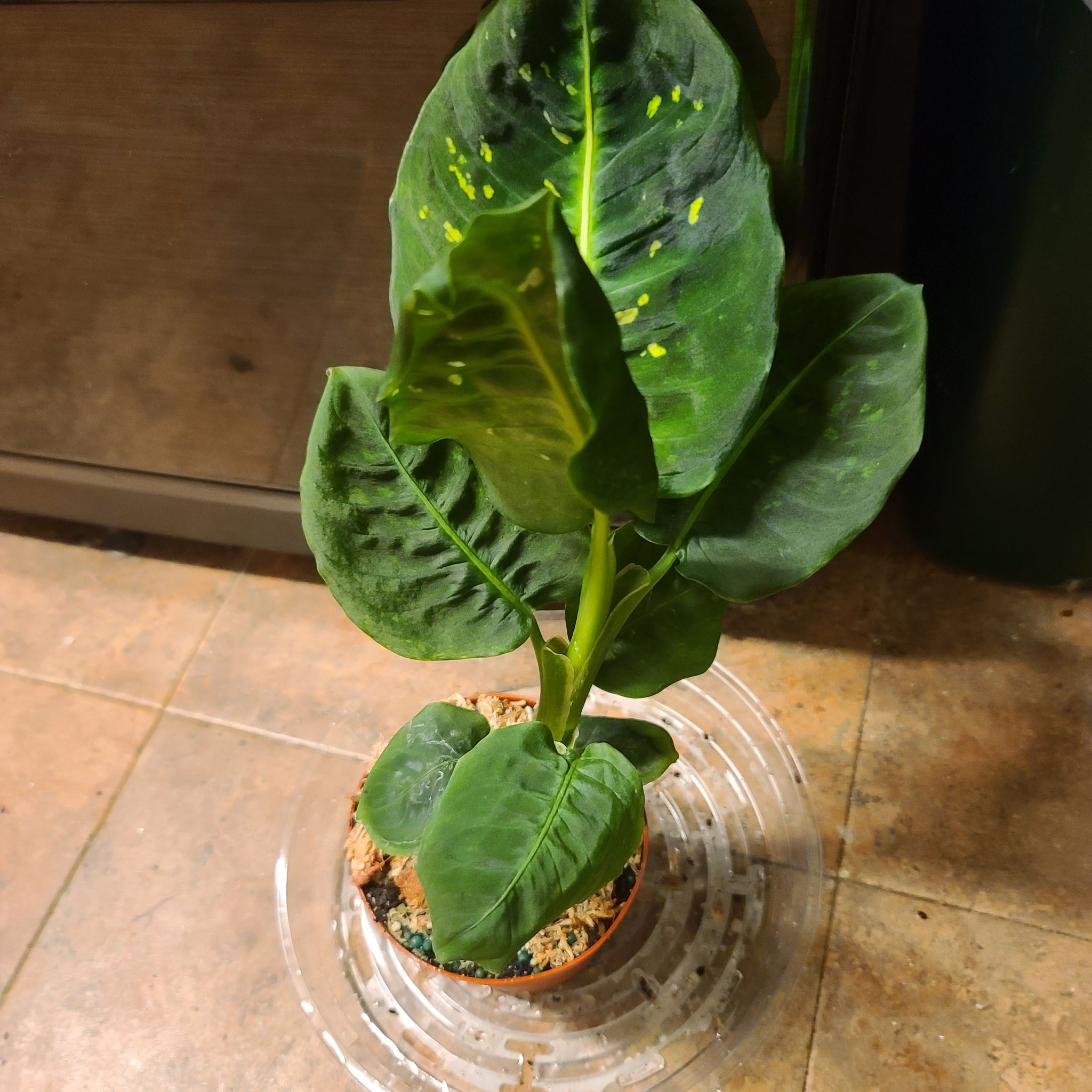 Dumb Cane 'Reflector' plant with green leaves and yellow speckles in a small pot on a tiled floor.
