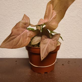 Pink Syngonium plant in Harlingen, Texas