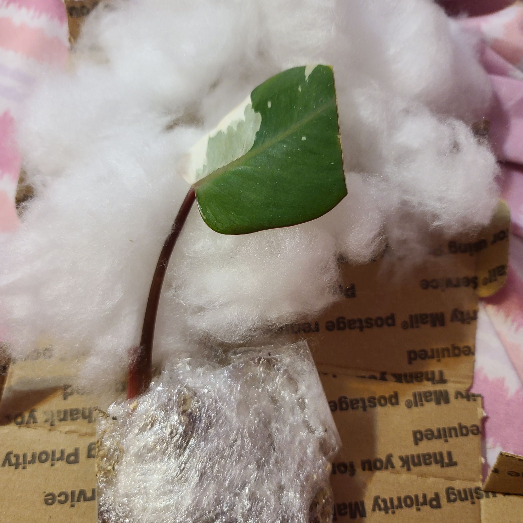 Philodendron Red Anderson plant with a single healthy leaf on a cardboard surface.