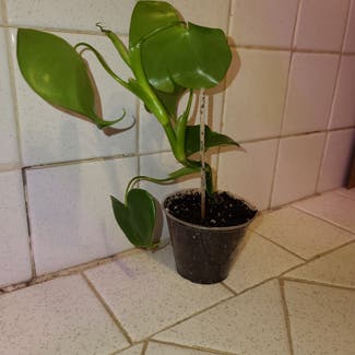 Philodendron grazielae plant in Harlingen, Texas
