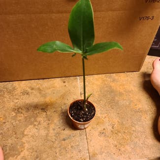 Thaumatophyllum spruceanum plant in Harlingen, Texas