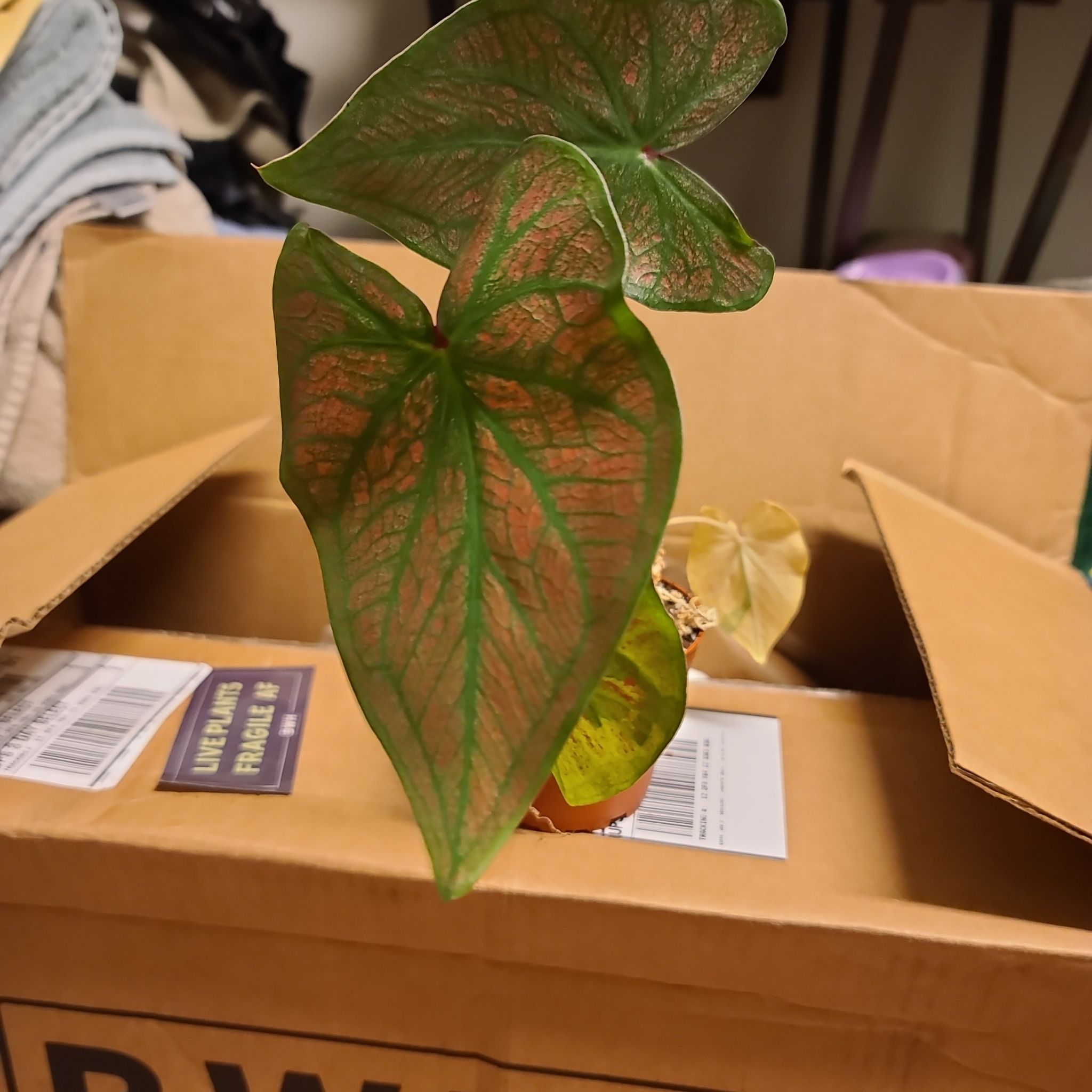 Photo of the plant species Fallen City Caladium by @WillinglyKiekie named Caladium fallen city on Greg, the plant care app