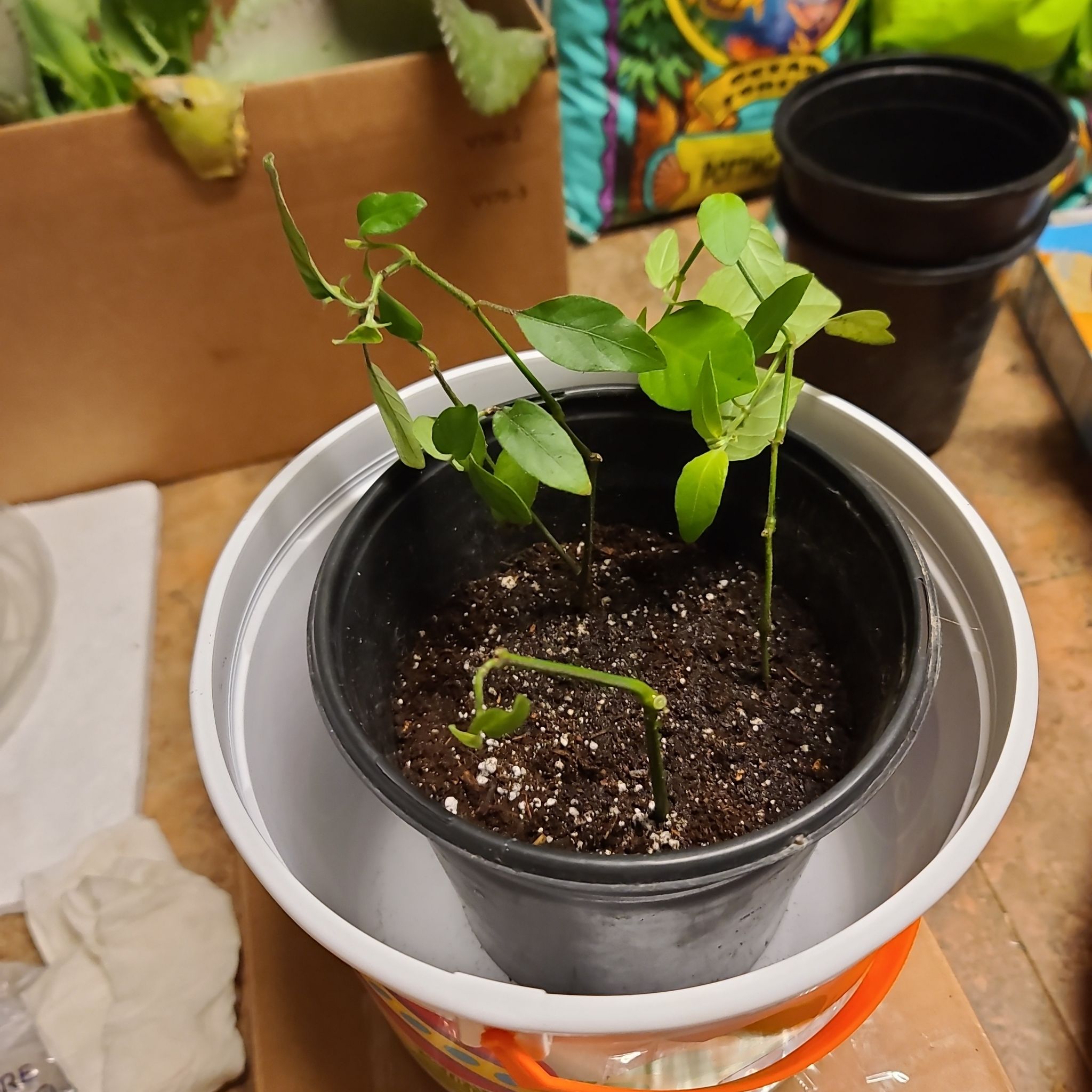 Potted Shrimp Plant with green leaves in a black pot, soil visible.