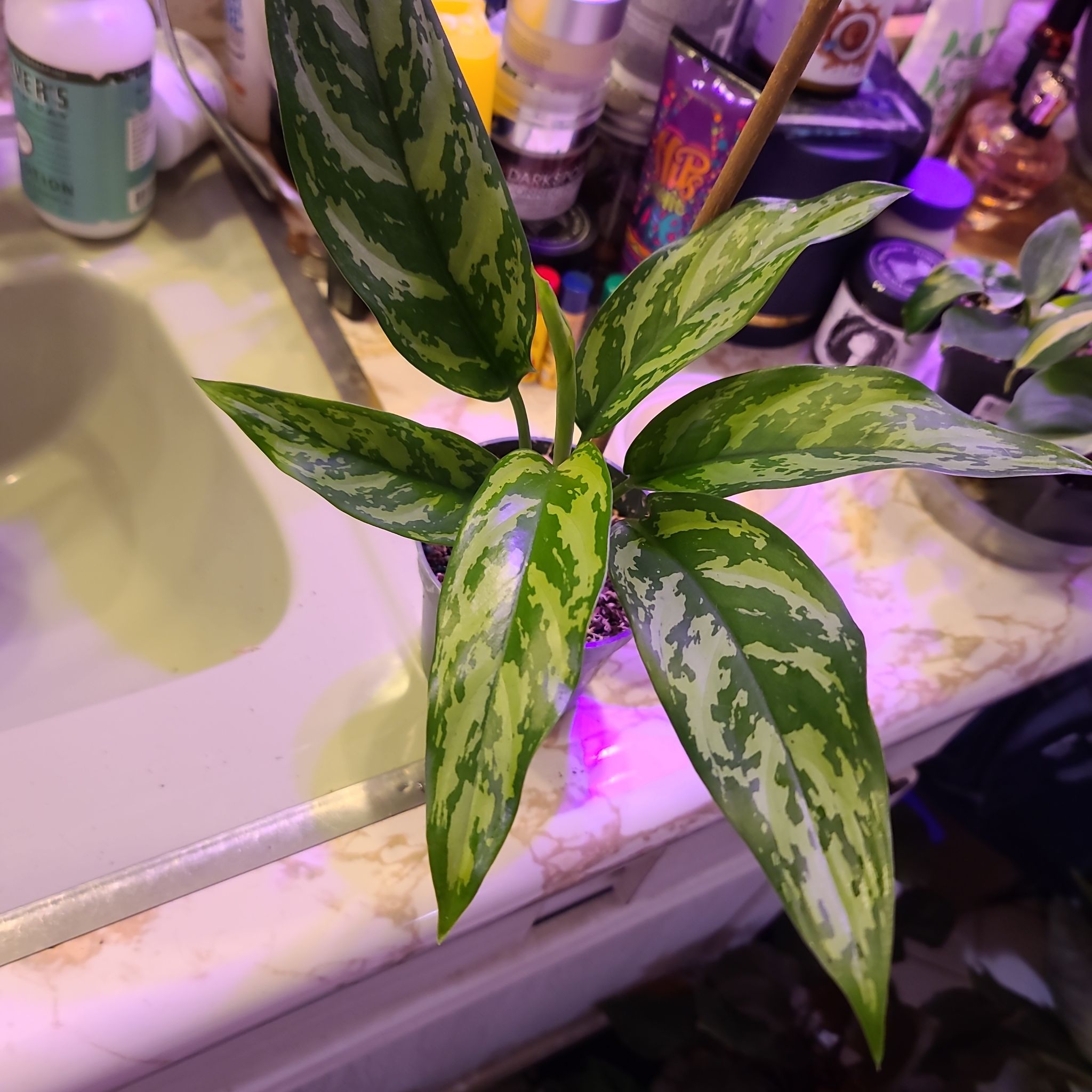 Photo of the plant species Chinese Evergreen Mary Ann by @WillinglyKiekie named Aglaonema Mary ann on Greg, the plant care app