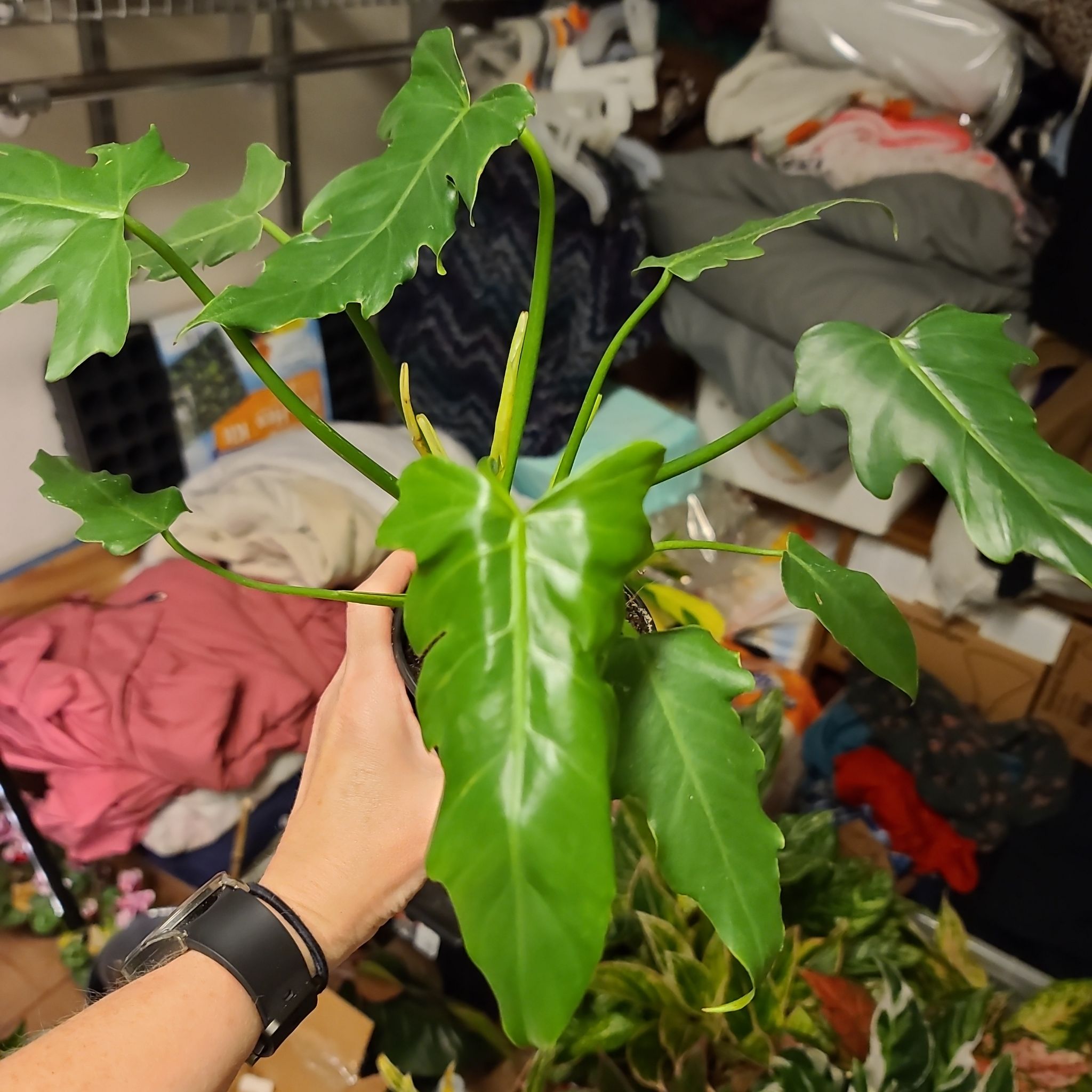 Philodendron Narrow Tiger Tooth plant held by a hand, vibrant green leaves, cluttered background.