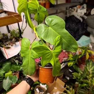 Philodendron Gold Violin plant in Harlingen, Texas