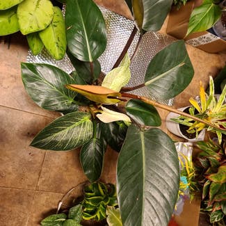 Blushing Philodendron plant in Harlingen, Texas