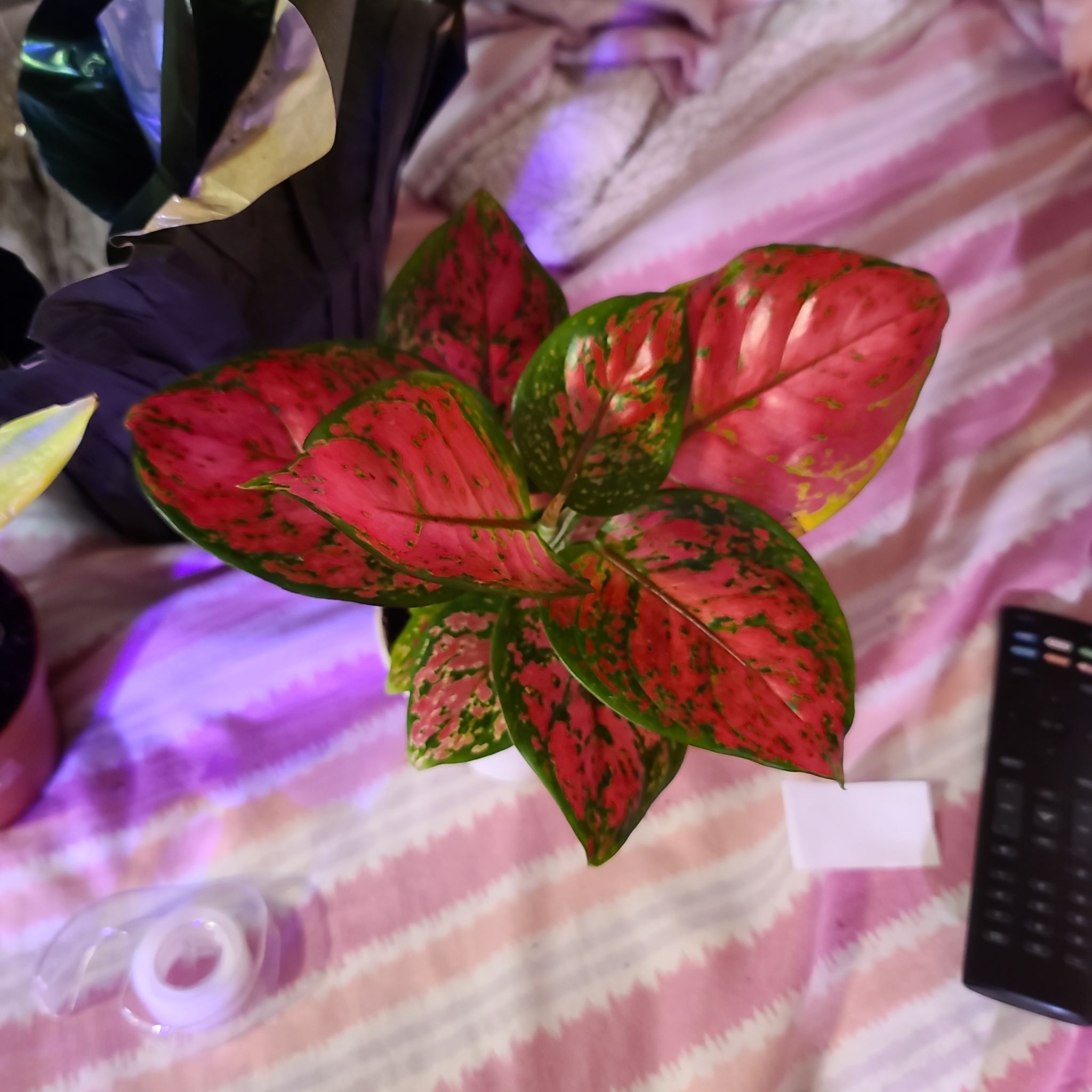 Photo of the plant species Aglaonema 'Pink Beauty' by @WillinglyKiekie named Aglaonema red beauty on Greg, the plant care app