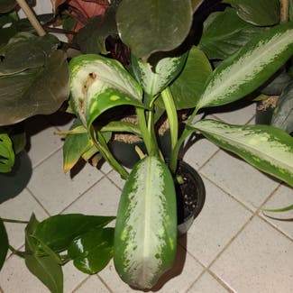Dieffenbachia 'Panther' plant in Harlingen, Texas