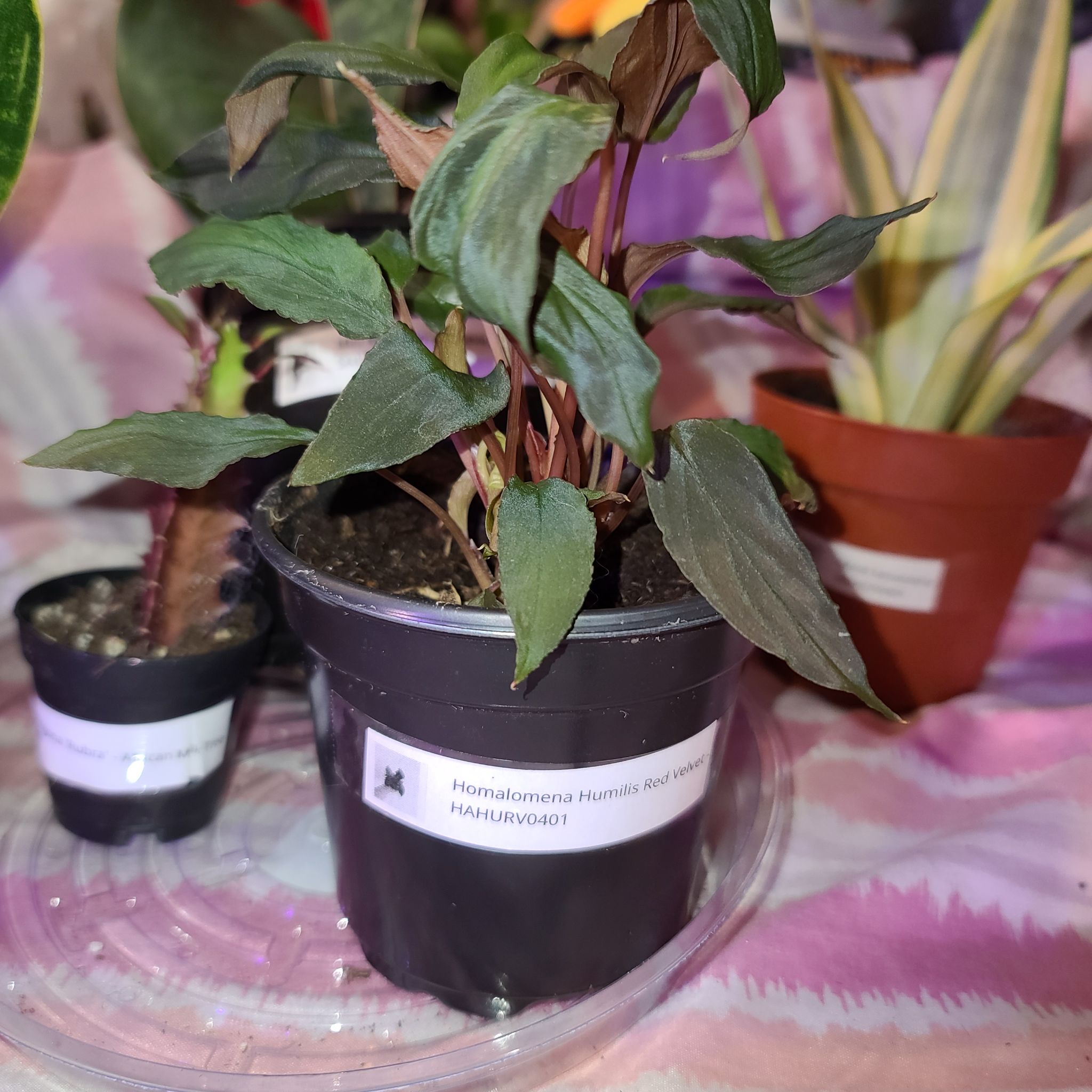 Photo of the plant species Homalomena 'Red Velvet' by @WillinglyKiekie named Homalomena humilis red velvet on Greg, the plant care app