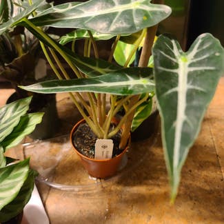 Alocasia 'Bambino' plant in Harlingen, Texas