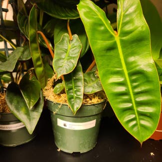 Philodendron billietiae plant in Harlingen, Texas