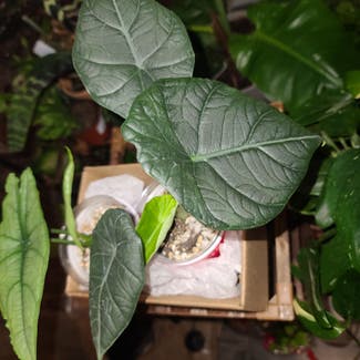 Alocasia 'Maharani' plant in Harlingen, Texas
