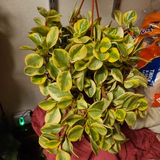 Peperomia 'Ginny' plant in Harlingen, Texas