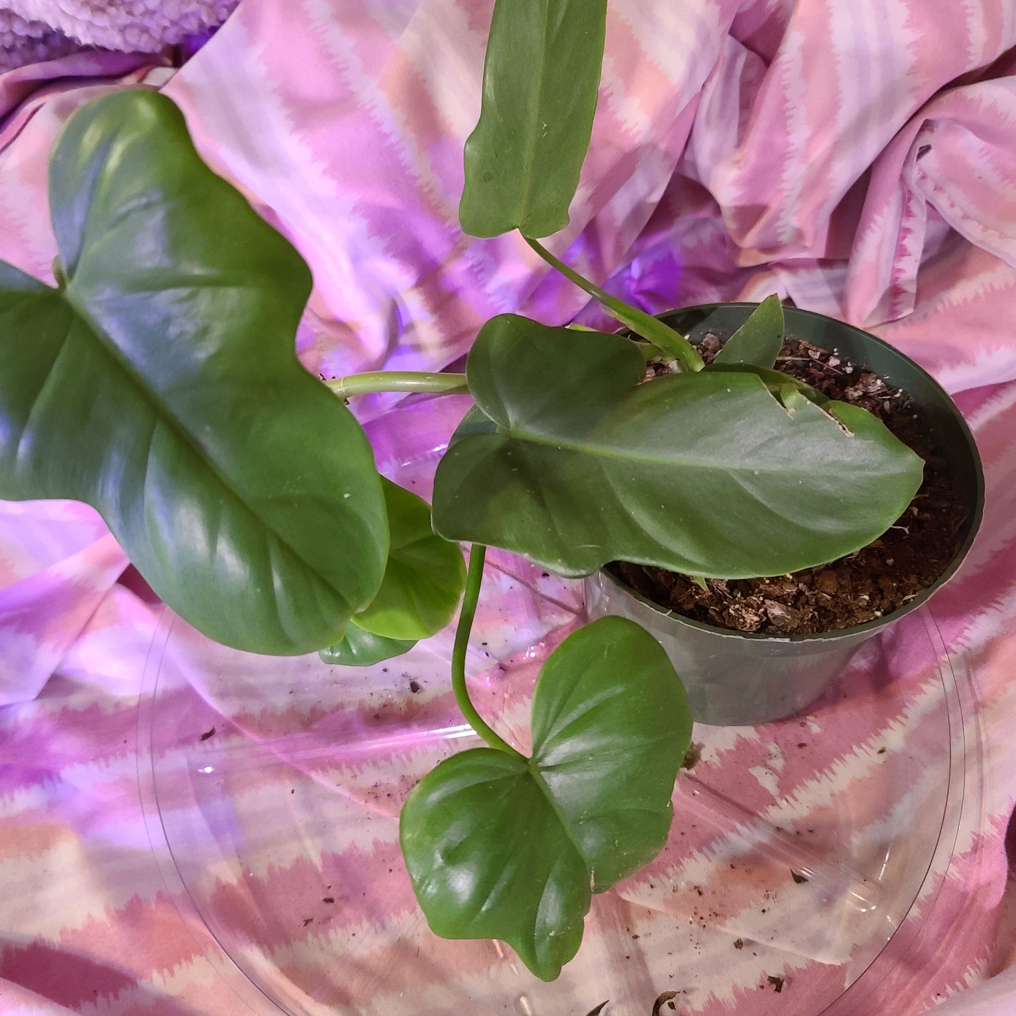 Horsehead Philodendron in a pot with healthy green leaves on a pink patterned background.