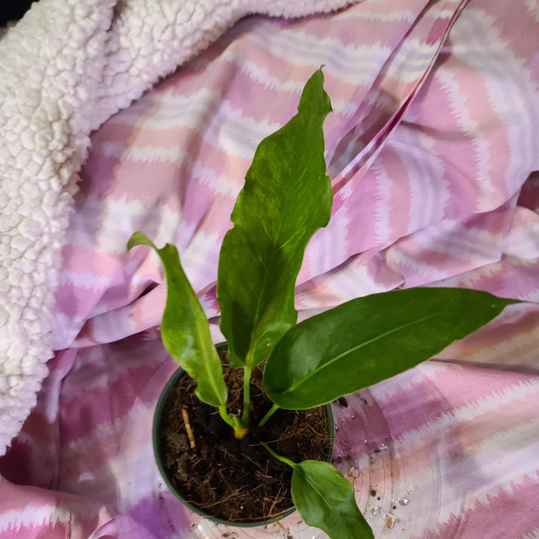 Bird's nest anthurium plant in a small pot with visible soil and healthy green leaves.
