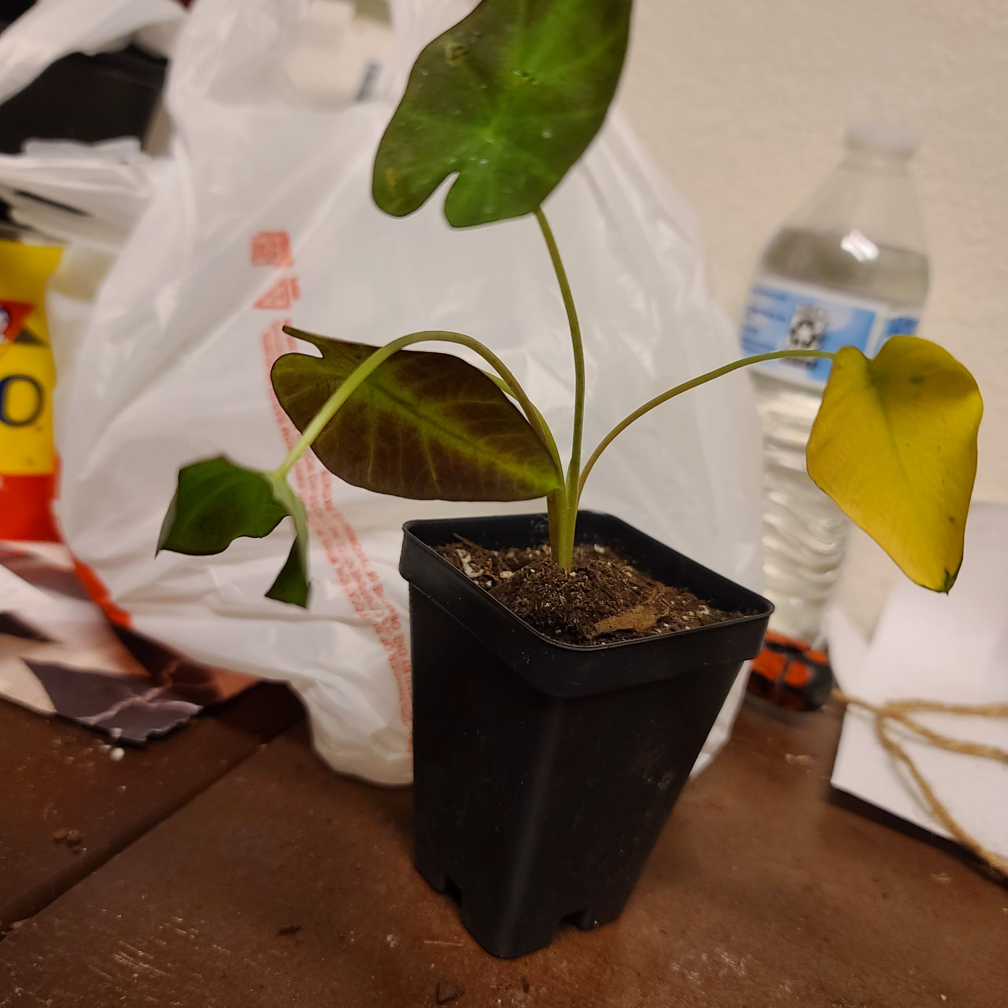 Colocasia 'Black Beauty' plant in a small black pot with some yellowing leaves.