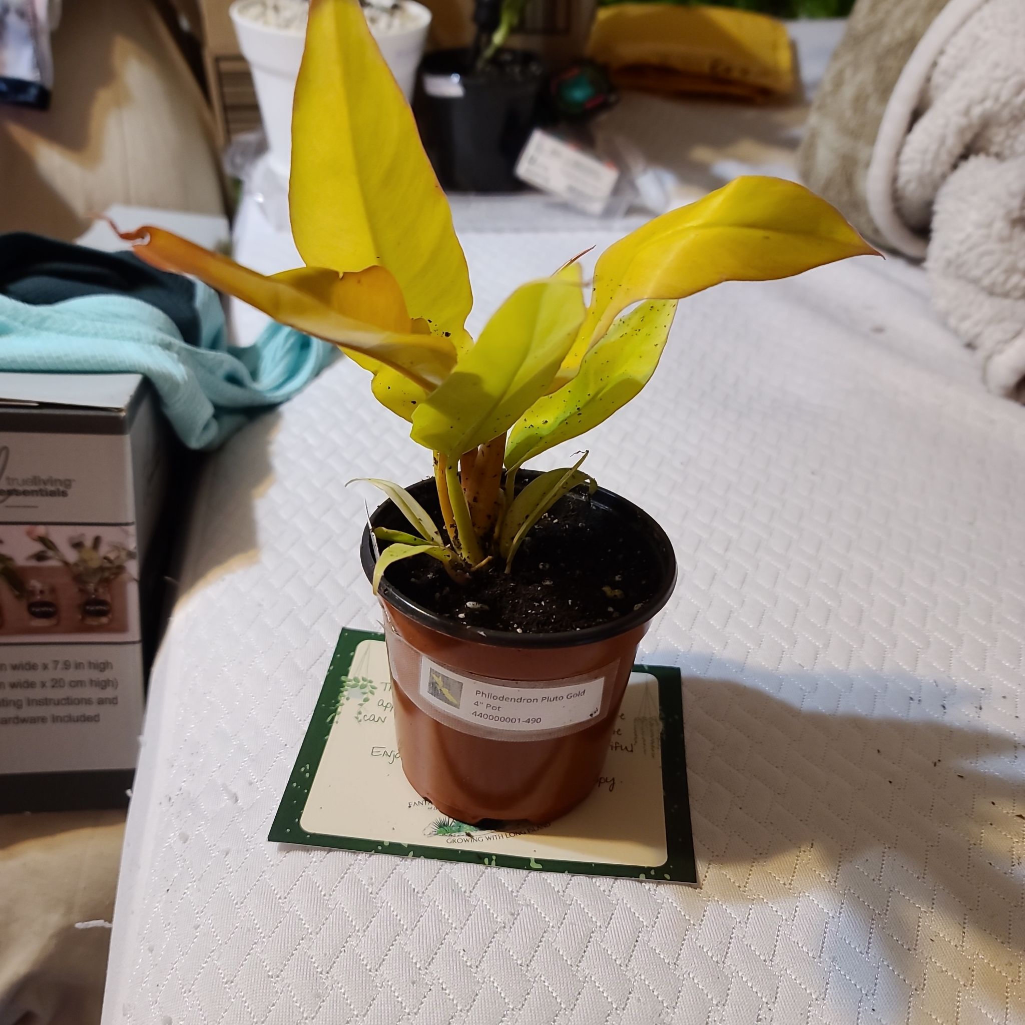 Photo of the plant species Philodendron 'Pluto's Gold' by @WillinglyKiekie named Philodendron Pluto gold on Greg, the plant care app