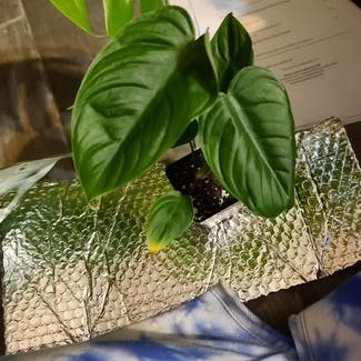 Silver Leaf Philodendron plant in Harlingen, Texas