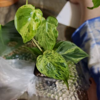 Variegated Heart-Leaf Philodendron plant in Harlingen, Texas