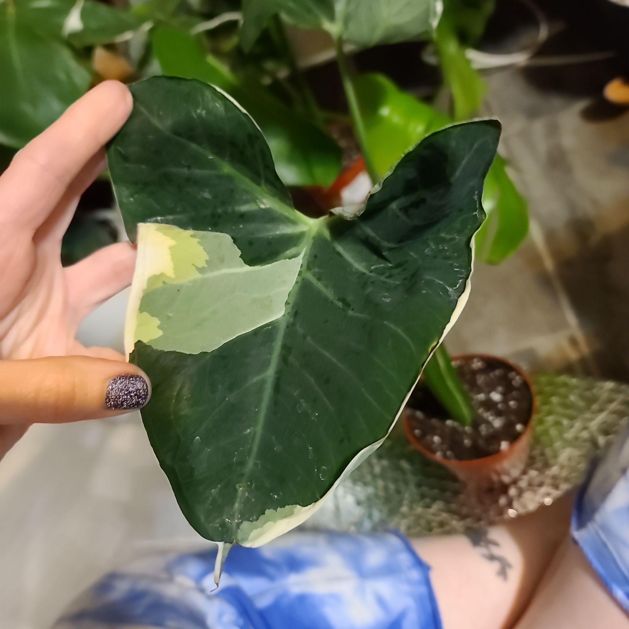 A Mickey Mouse Taro leaf with variegated green and white pattern, held by a hand.